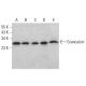 Grancalcin Antibody (H-7) - Western Blotting - Image 381348 