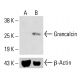 Grancalcin Antibody (H-7) - Western Blotting - Image 414491