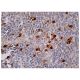 granulysin Antibody (F-9) - Immunohistochemistry - Image 159949