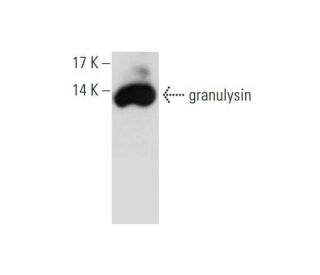 granulysin Antibody (F-9) - Western Blotting - Image 129490 