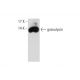 granulysin Antibody (F-9) - Western Blotting - Image 129490 