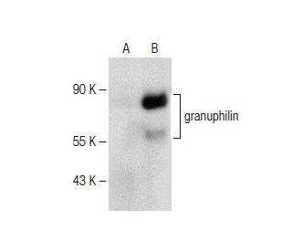granuphilin Antibody (C-3) - Western Blotting - Image 151205 