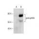 granuphilin Antibody (C-3) - Western Blotting - Image 151205 
