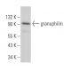 granuphilin Antibody (C-3) - Western Blotting - Image 364436 