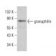 granuphilin Antibody (C-3) - Western Blotting - Image 382171