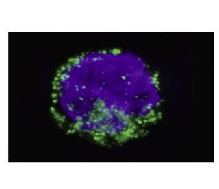granzyme A Antibody (CB9) - Immunofluorescence - Image 38330