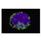 granzyme A Antibody (CB9) - Immunofluorescence - Image 38330