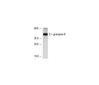 granzyme B Antibody (2C5) - Western Blotting - Image 234 