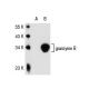 granzyme B Antibody (GB7) - Western Blotting - Image 31124
