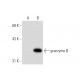granzyme B Antibody (GB7) - Western Blotting - Image 70510 