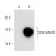 granzyme B Antibody (GRB7) - Western Blotting - Image 31126