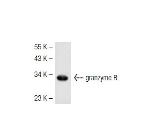 granzyme B Antibody (GRB7) - Western Blotting - Image 41092 