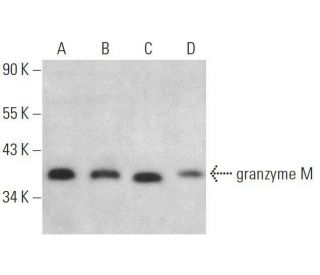 granzyme M Antibody (C-10) - Western Blotting - Image 359106 