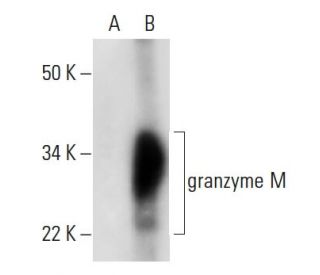 granzyme M Antibody (C-12) - Western Blotting - Image 292914