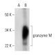 granzyme M Antibody (C-12) - Western Blotting - Image 292914
