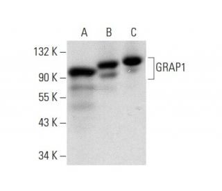 GRAP1 Antibody (A-6) - Western Blotting - Image 301525 