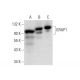GRAP1 Antibody (A-6) - Western Blotting - Image 301525 