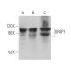 GRAP1 Antibody (A-6) - Western Blotting - Image 369909 