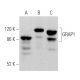 GRAP1 Antibody (A-6) - Western Blotting - Image 369923
