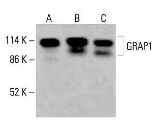 GRAP1 Antibody (A-6) - Western Blotting - Image 415425 