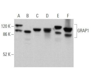 GRAP1 Antibody (E-7) - Western Blotting - Image 371333 