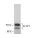 GRAP1 Antibody (E-7) - Western Blotting - Image 371330