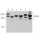 GRAP1 Antibody (E-7) - Western Blotting - Image 371333 