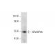 GRASP55 Antibody (E-5) - Western Blotting - Image 137556 