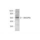 GRASP55 Antibody (E-5) - Western Blotting - Image 350806