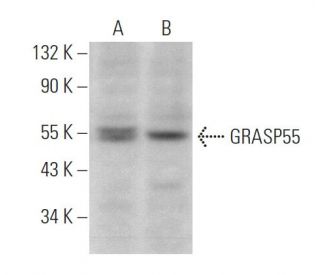 GRASP55 Antibody (E-5) - Western Blotting - Image 371895 
