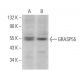 GRASP55 Antibody (E-5) - Western Blotting - Image 371895 
