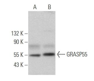 GRASP55 Antibody (E-11) - Western Blotting - Image 365117
