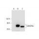 GRASP65 Antibody (B-3) - Western Blotting - Image 303919