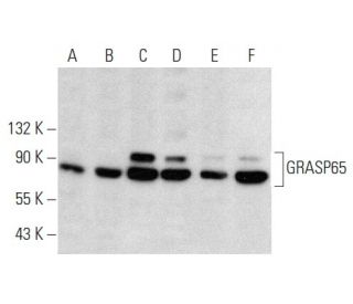 GRASP65 Antibody (B-3) - Western Blotting - Image 358424 