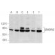 GRASP65 Antibody (B-3) - Western Blotting - Image 358424 