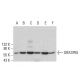 GRASP65 Antibody (B-3) - Western Blotting - Image 382131 