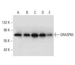 western blotting image from recommended GRASP65 (D-12) monoclonal antibody replacement. Image 303921