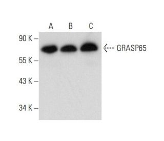 GRASP65 Antibody (G-9) - Western Blotting - Image 303826 