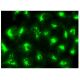 GRASP65 Antibody (H-2) - Immunofluorescence - Image 142952 