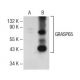 GRASP65 Antibody (H-2) - Western Blotting - Image 141310
