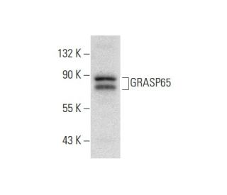 GRASP65 Antibody (H-2) - Western Blotting - Image 303825 