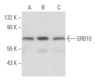 GRB10 Antibody (G-3) - Western Blotting - Image 356052 