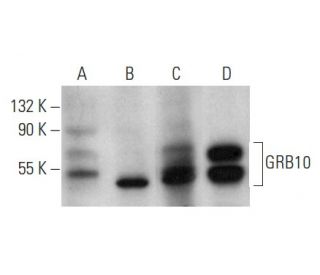 western blotting image from recommended GRB10 (C-11) monoclonal antibody replacement. Image 354282