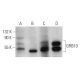 western blotting image from recommended GRB10 (C-11) monoclonal antibody replacement. Image 354282