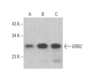 GRB2 Antibody (1-68) - Western Blotting - Image 353289 