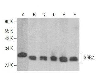 western blotting image from recommended GRB2 (C-7) monoclonal antibody replacement. Image 353280