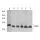이 다클론 항체는 생산이 중단되었습니다. 권장 <a href="grb2-antibody-c-7">GRB2 (C-7)</a> 단클론 항체(샘플 데이터 표시)를 참조하세요. western blotting image from recommended GRB2 (C-7) monoclonal antibody replacement. Image 353280