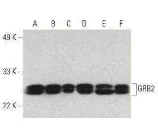 GRB2 Antibody (C-7) - Western Blotting - Image 396503 