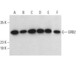 GRB2 Antibody (E-1) - Western Blotting - Image 399145 