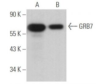 western blotting image from recommended GRB7 (A-12) monoclonal antibody replacement. Image 363810